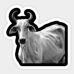 white cow Sticker